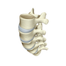 SPINE