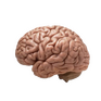 BRAIN